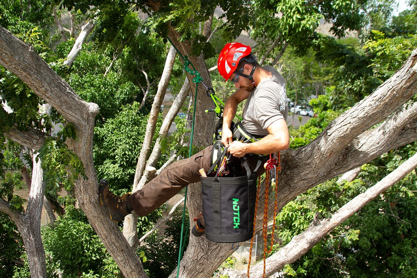 Élagueur encordé intervenant dans un arbre.
